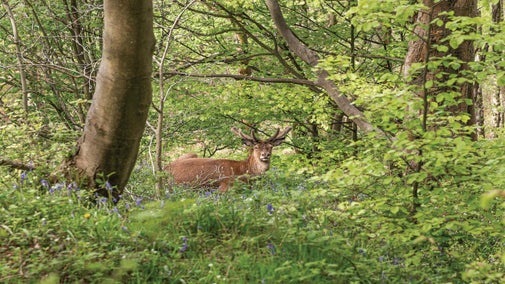 A stag in woodland surrounded by bluebells and other woodland vegetation
